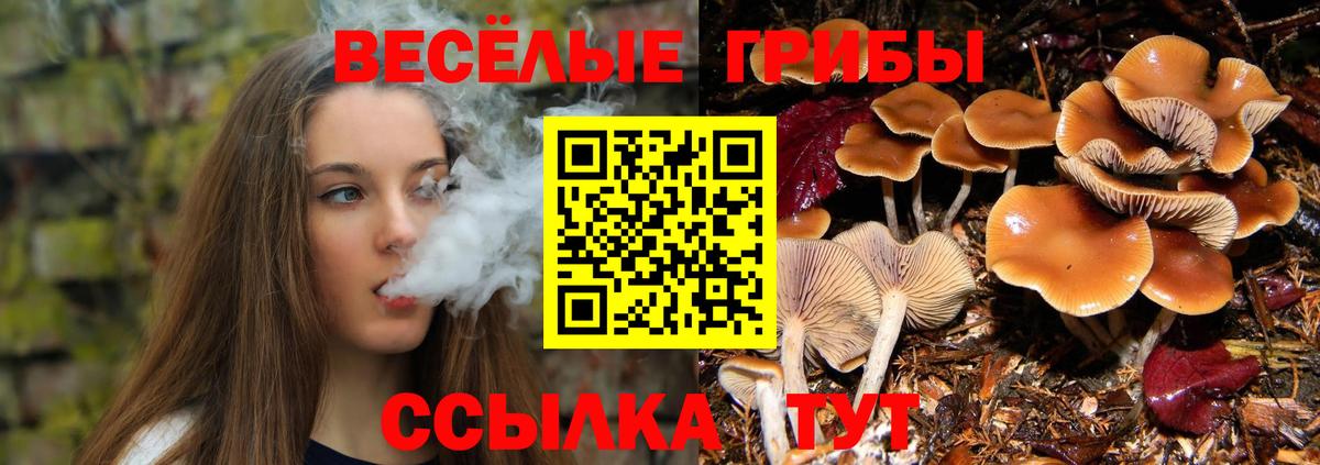 Владимир  Галлюциногенные грибы Psilocybe  Вход с VPN 